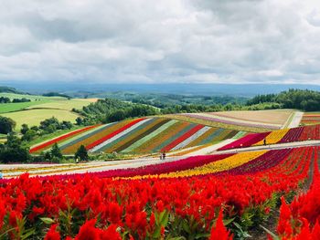 Scenic view of flowering plants on field against cloudy sky