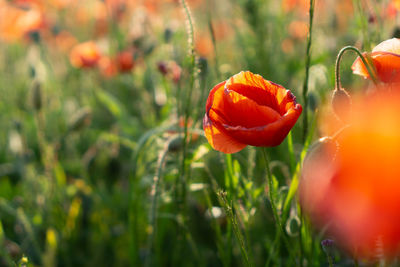 Close-up of orange poppy on field