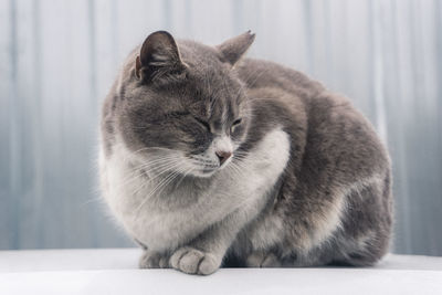 Close-up of cat sitting on table