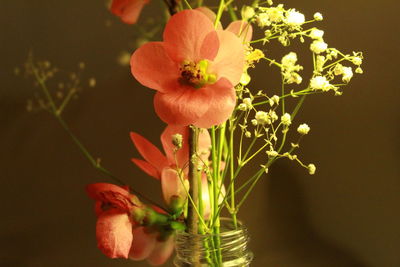 Close-up of red flowering plant