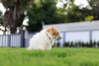 White dog on field