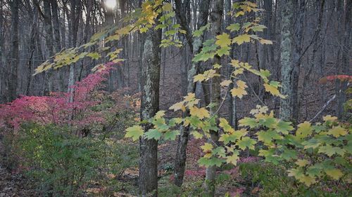 View of flowering plants in forest