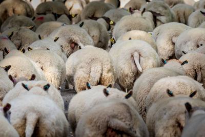 View of sheep