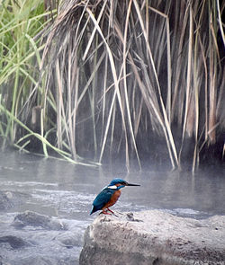 Bird perching on a tree