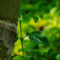 Close-up of plant