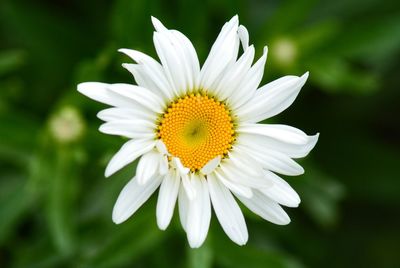 Close-up of white daisy