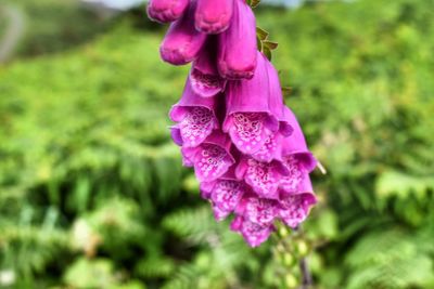 Close-up of purple flower