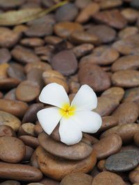 Close-up of white pebbles