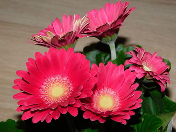 Close-up of pink daisy flowers