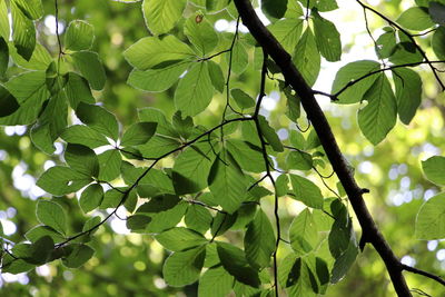 Low angle view of tree leaves