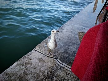 High angle view of seagull perching on a boat