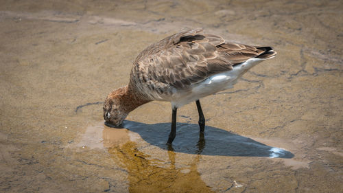 Side view of a bird drinking water