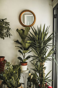 Potted plants in front of white wall