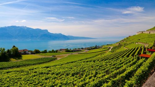 Scenic view of agricultural field against sky