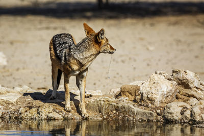 Fox standing on rock