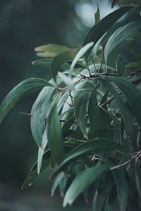 Close-up of fresh green plant