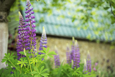 Violet and purple lupine flowers growing in green grass of a garden lawn 