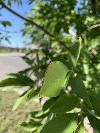 Close-up of fresh green leaves on plant