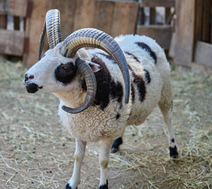 Close-up of sheep on field
