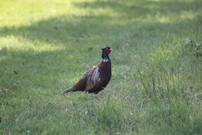 Side view of bird on field