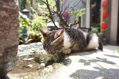 Close-up of cat on concrete