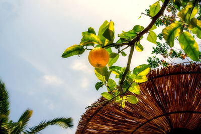 Low angle view of fruit growing on tree against sky