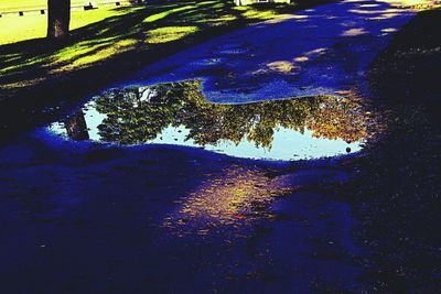 Reflection of trees in puddle