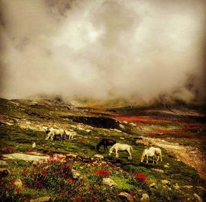 Scenic view of landscape against sky