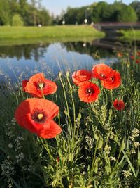 Close-up of red poppy flowers in field