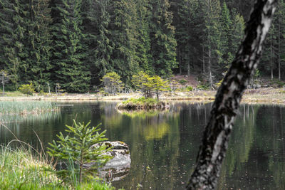 Scenic view of lake in forest