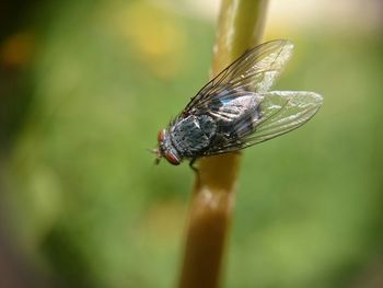 Close-up of insect on leaf