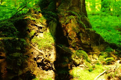 Full frame shot of tree trunk