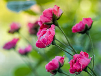 Close-up of pink roses