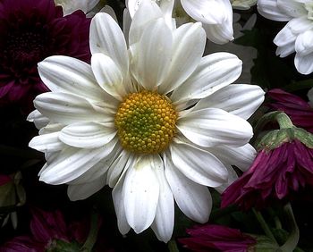 Close-up of white flowers blooming outdoors