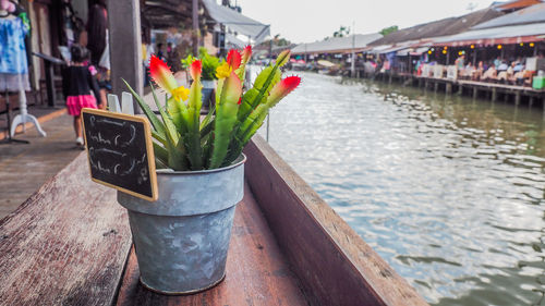 Close-up of potted plant in city