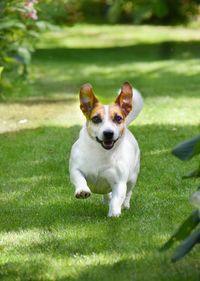 Portrait of dog on grass