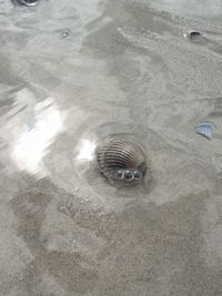 High angle view of shell on beach