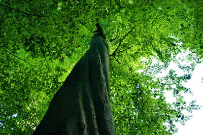 Low angle view of trees in forest