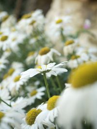 Close-up of yellow flowering plant