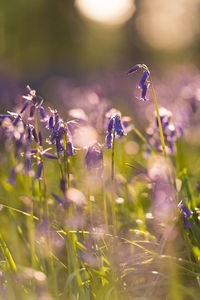 Close-up of purple flowers