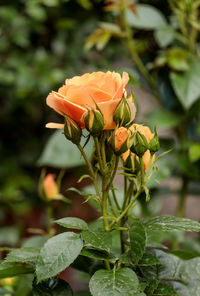 Close-up of rose plant