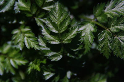 Close-up of fresh green leaves