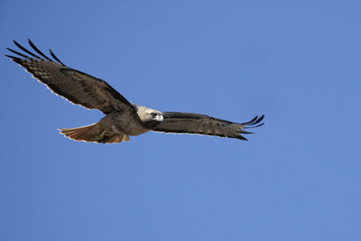Low angle view of eagle flying in sky
