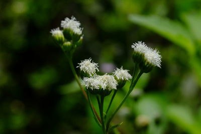 Close-up of white flowering plant