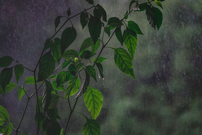Close-up of fresh green leaves against wall