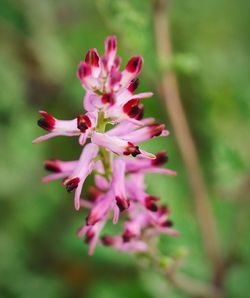 Close-up of pink flower