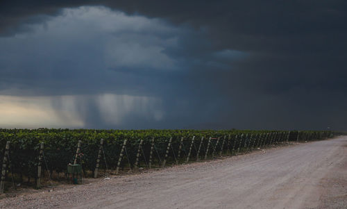 Scenic view of vineyard against sky