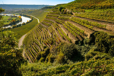 Steep slope vineyard in germany with river neckar