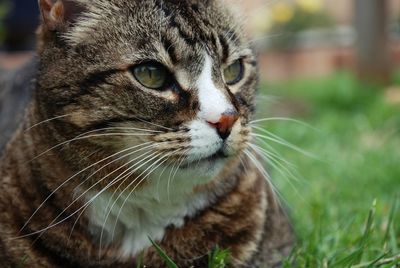 Close-up portrait of cat