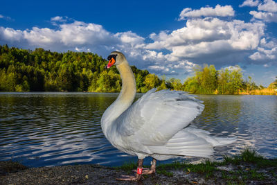 Swan swimming on lake against sky